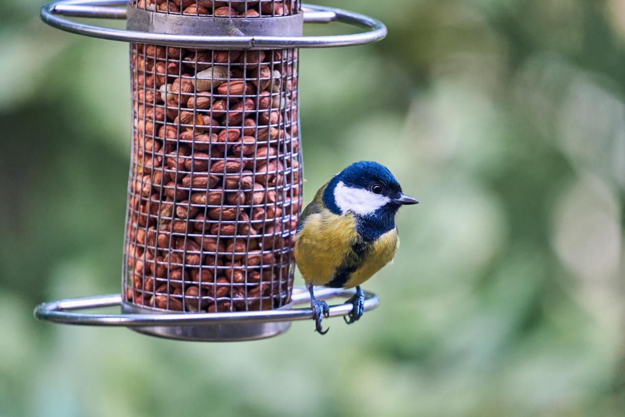 Vila Le Nid Des Mesanges Bullange Exteriér fotografie