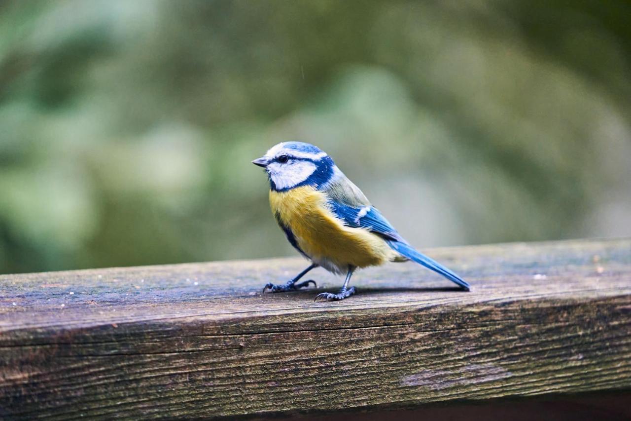 Vila Le Nid Des Mesanges Bullange Exteriér fotografie